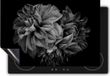 Chefcare Inductie Beschermer Rode Dahlia Bloemen - Zwart Wit - 57,6x51,6 cm