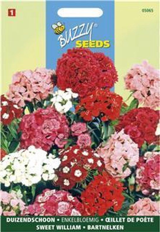 Buzzy PIETERPIK RETAIL B.V. Duizendschoon enkelbloemig gemengd - Dianthus barbatus