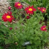 Arborix Bol 6 x Tanacetum 'E.M. Robinson' - Margriet Pot 9x9 cm - Goudgele Bloemen