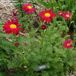 Arborix Bol 6 x Tanacetum 'E.M. Robinson' - Margriet Pot 9x9 cm - Goudgele Bloemen