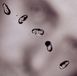 Universal Music Peter Gabriel: Up CD Rock