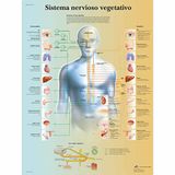 3B Scientific VR3610L Anatomische poster, vegetatief zenuwstelsel