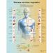 3B Scientific VR3610L Anatomische poster, vegetatief zenuwstelsel