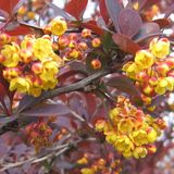 Berberis Berberis Ottawensis 'Superba' - Épine-vinette 40 - 50 cm en pot