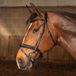 Harry's Horse Hoofdstel Soft Carbon Black Edition Pony Zwart