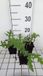 GRDplanten Groendecor Tuinarchitectuur 6x Kogeldistel - Echinops bann. Taplow Blue' | 9x9 cm pot