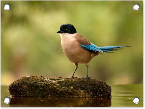 GreatGardenPosters Tuinposter Vogel Water Mos Natuur Blauw 40x30 cm - Buitenposter