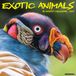 Exotic Willow Creek Press Exotic Animals 12 X 12 Wall Calendar