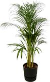 Plantenboetiek.nl Areca palm inclusief elho Greenville Round zwart - Ø21cm - 100-110cm hoog - Kamerplant - Complete set - Plant met pot