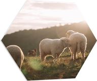 Merkloos / Sans marque PVC Hexagon Print - Drie Schaapjes in Landschap - 70x60.9cm