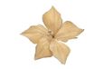 PARTENOPE SRL M.91020 bloem Small champagne 306162683