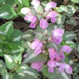 Arborix Lamium 6 x Lamium Maculatum 'Roseum' - Dovenetel Pot 9x9 cm - Roze Bloeiende Schaduwplant