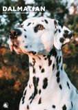 CalendarsRUs Dalmatier Calendrier mural A3 2027