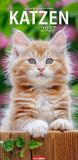 Katzen Weingarten Katzen Kalender 2027