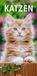 Katzen Weingarten Katzen Kalender 2027