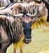 Wildebeest Animal Essences Huile essentielle 30 ml