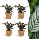 Plantenboetiek.nl Ctenanthe Burle Marxii - Visgraatplant - 4 Planten - met Mand - Ø12cm - 30cm hoog