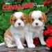 Cavalier BrownTrout Cavalier King Charles Spaniel Puppies Kalender 2027
