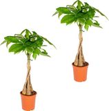 Bloomique - Set van 2 - Pachira Aquatica - Geldboom - Kamerplanten - Luchtzuiverend - Gemakkelijk in onderhoud - Hoogte 60-70 cm