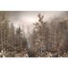 Papier peint panoramique forêt tropicale