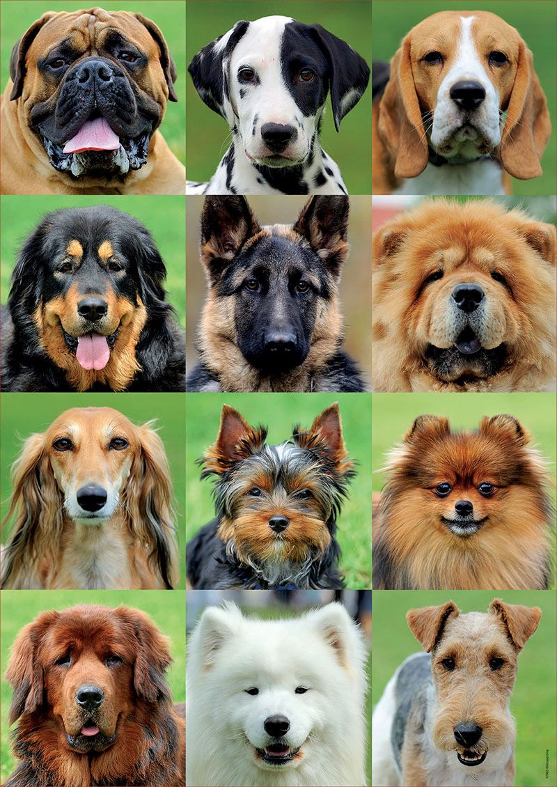 Educa Panda Educa Dogs collage - 500
