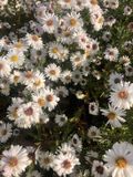 GRDplanten Groendecor Tuinarchitectuur 6x Zomeraster - Kalimeris inc. 'Alba' | 9x9 cm pot