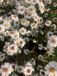 GRDplanten Groendecor Tuinarchitectuur 6x Zomeraster - Kalimeris inc. 'Alba' | 9x9 cm pot