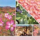 Yankee Candle Signature - Small Tumbler Desert Blooms