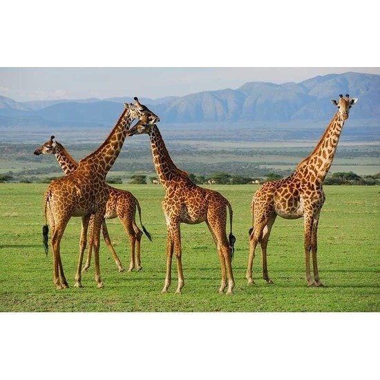 - Placemat giraffe 3D 28 x 44 cm