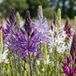 Green boutiQ - 40x Camassia Leichtlinii Mix - Blauw en Wit - Bolmaat 12/14