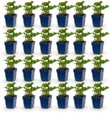 Green boutiQ - Persicaria Tricolour - 24 Vasteplanten - Rood, Roze, Wit - Pot 11cm