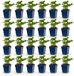 Green boutiQ - Persicaria Tricolour - 24 Vasteplanten - Rood, Roze, Wit - Pot 11cm
