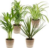 Bloomique - Luchtzuiverende Kamerplanten Mix - 4 Stuks - Inclusief Jute Mand