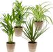 Bloomique - Luchtzuiverende Kamerplanten Mix - 4 Stuks - Inclusief Jute Mand