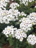 GRDplanten Groendecor Tuinarchitectuur 6x Scheefbloem - Iberis 'Masterpiece'® | 9x9 cm pot