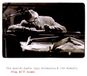 Danish Radio Jazz Orchestra Play Bill Evans CD