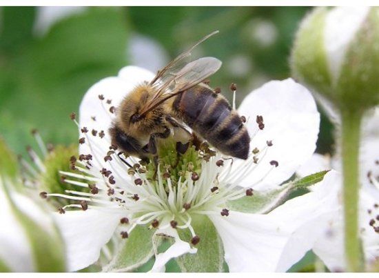 Veldbloemenonline.nl Veldbloemen Brandenburger bijenmengsel 50 gram