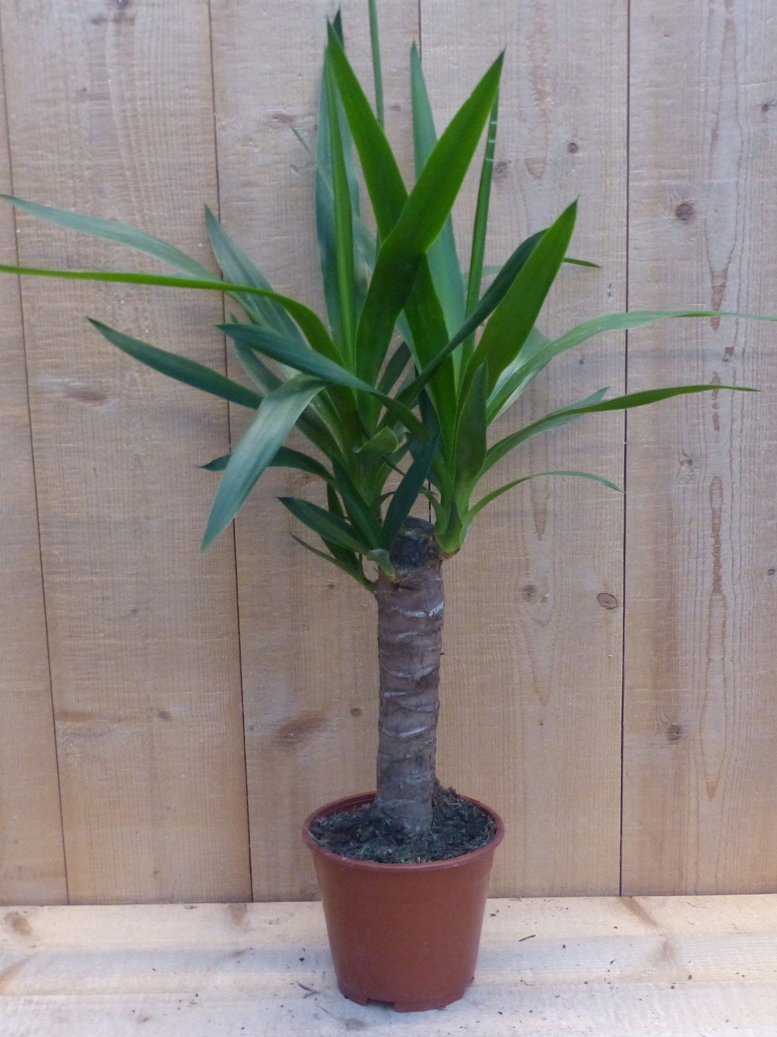 Warentuin Natuurlijk Palmlelie Yucca Elephantipes potmaat 14 cm H40-60 cm 1 stam kamerplant