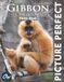 Gibbon Picture Perfect Photo Book
