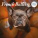 Magnet & Steel Franse Bulldog Kalender 2027 Deluxe Wandkalender