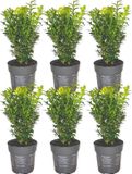 Plants by Frank - 6x Buxus Sempervirens, Buxushaag, 1 Meter | 6x Buxushaag, Buxusplanten voor haag, Groenblijvend winterhard met snelle groei, Pot cm, Hoogte: 20 cm