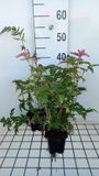 GRDplanten Groendecor Tuinarchitectuur 6x Prachtspirea - Astilbe (a) 'Bressingham Beauty' | 9x9 cm pot