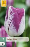 Jub Tulipa Shiun bloembol JUB 7 stuks