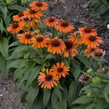 Griffioen Bol Echinacea 'Sunseekers™ Orange' - Rode zonnehoed - Pot Ø 19 cm (3 liter)
