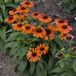Griffioen Bol Echinacea 'Sunseekers™ Orange' - Rode zonnehoed - Pot Ø 19 cm (3 liter)