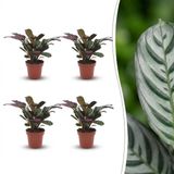 Green boutiQ Ctenanthe Burle Marxii - Visgraatplant - 4 Planten - Pot 12cm - Hoogte 30cm