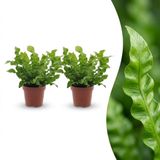Green boutiQ Asplenium Crispy Wave - 2 Planten - Pot 12cm - Hoogte 30cm