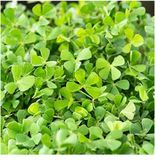 Moerings Water klavertje vier Marsilea quadrifolia P11