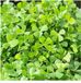 Moerings Water klavertje vier Marsilea quadrifolia P11