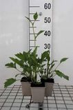 GRDplanten Groendecor Tuinarchitectuur 6x Zonnehoed - Rudbeckia nitida 'Herbstsonne' | 9x9 cm pot